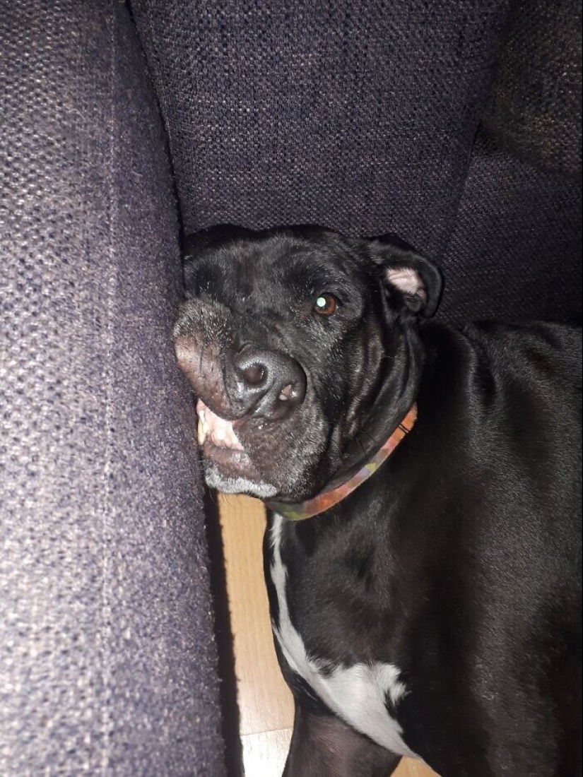 30 funny photos with animals that are guaranteed to cheer you up