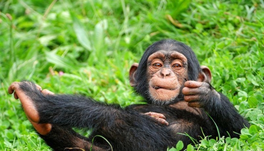 30 hechos acerca de los animales que se obtiene en el estado de ánimo 30 hechos acerca de los animales que se obtiene en el estado de ánimo