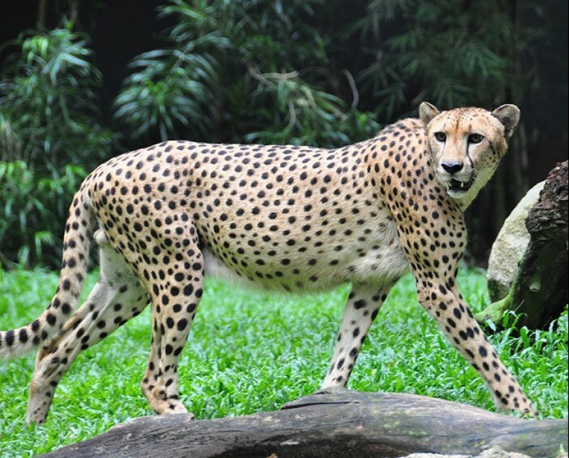 30 increíbles hechos que a primera vista parece absurdo 30 increíbles hechos que a primera vista parece absurdo