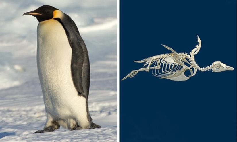 30 increíbles hechos que a primera vista parece absurdo 30 increíbles hechos que a primera vista parece absurdo