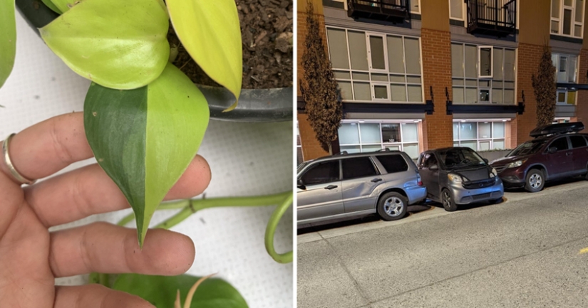 30 interesting photos of different differences that arouse interest 30 interesting photos of different differences that arouse interest