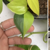 30 interesting photos of different differences that arouse interest