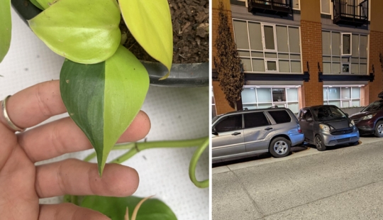 30 interesting photos of different differences that arouse interest 30 interesting photos of different differences that arouse interest