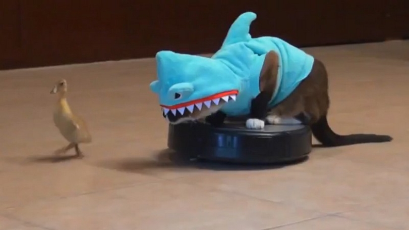 30 maneras de usar los gatos en la casa 30 maneras de usar los gatos en la casa