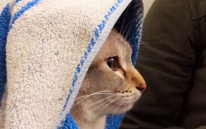 30 maneras de usar los gatos en la casa 30 maneras de usar los gatos en la casa