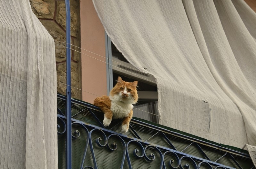 30 maneras de usar los gatos en la casa 30 maneras de usar los gatos en la casa