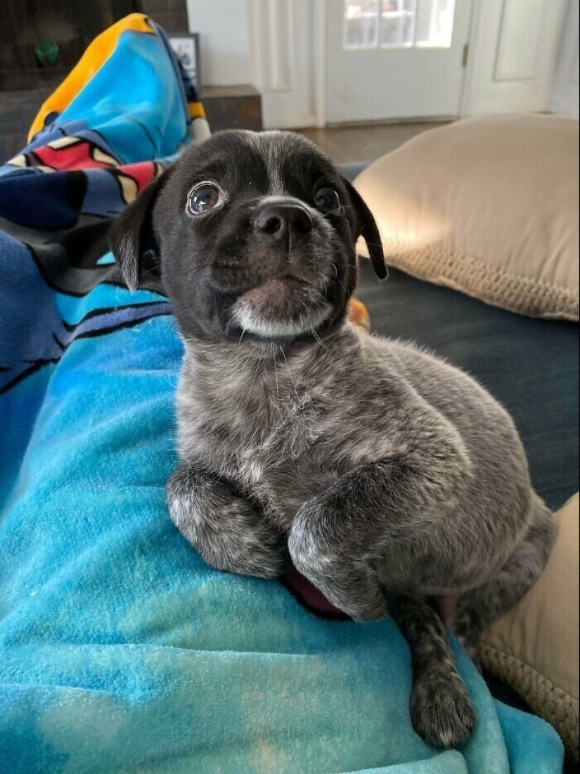 30 Mascotas que recientemente han encontrado un nuevo hogar y amar a los propietarios de