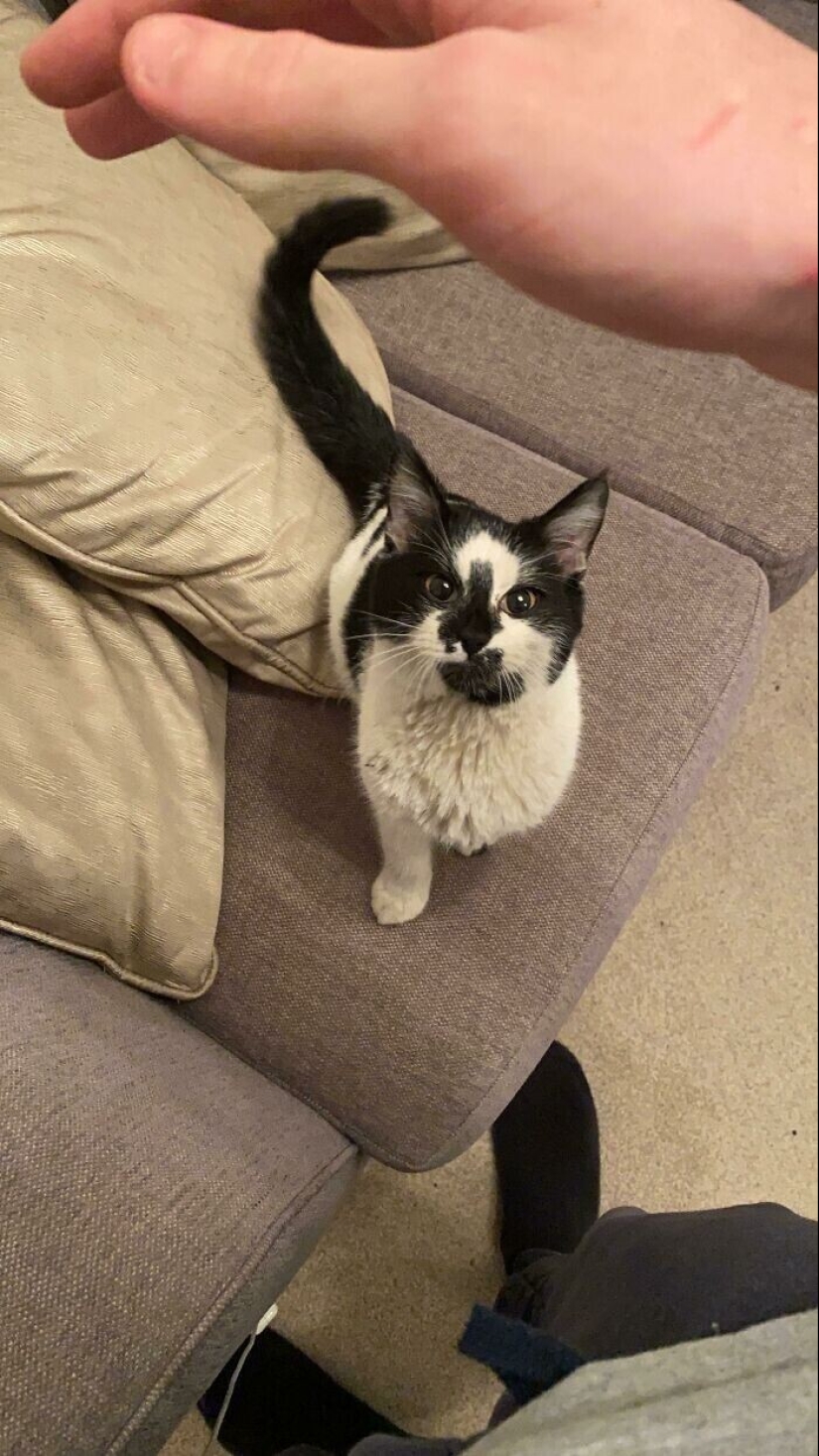 30 Mascotas que recientemente han encontrado un nuevo hogar y amar a los propietarios de