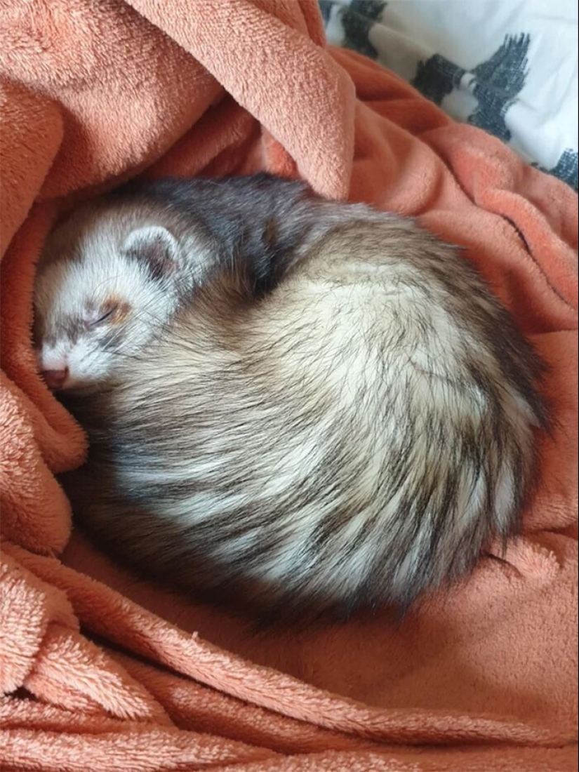 30 Mascotas que recientemente han encontrado un nuevo hogar y amar a los propietarios de