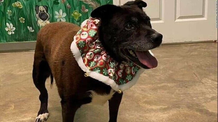 30 Mascotas que recientemente han encontrado un nuevo hogar y amar a los propietarios de