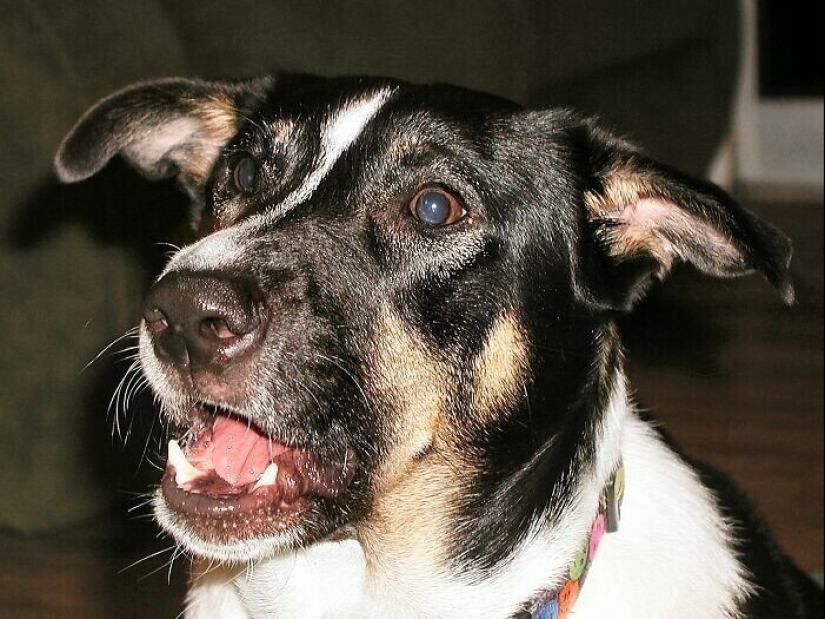 30 ocasiones, cuando los propietarios capacitados Mascotas, extraños hábitos, sin siquiera saberlo 30 ocasiones, cuando los propietarios capacitados Mascotas, extraños hábitos, sin siquiera saberlo