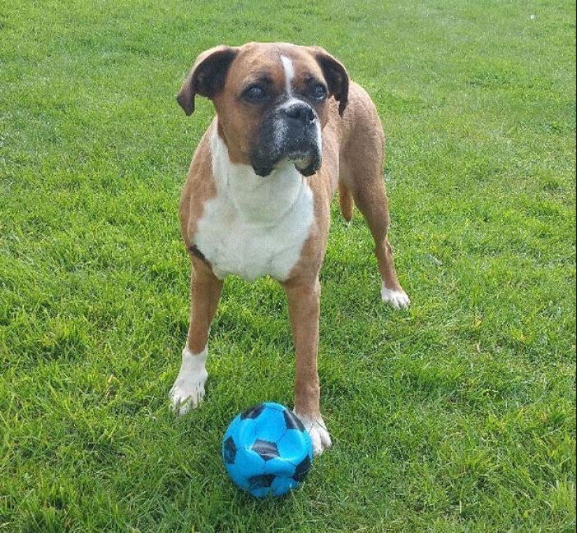 30 ocasiones, cuando los propietarios capacitados Mascotas, extraños hábitos, sin siquiera saberlo 30 ocasiones, cuando los propietarios capacitados Mascotas, extraños hábitos, sin siquiera saberlo