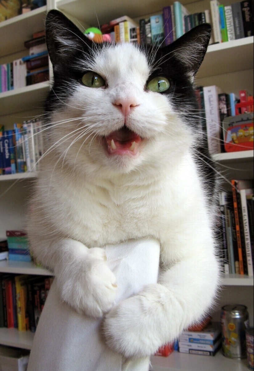 30 ocasiones, cuando los propietarios capacitados Mascotas, extraños hábitos, sin siquiera saberlo 30 ocasiones, cuando los propietarios capacitados Mascotas, extraños hábitos, sin siquiera saberlo