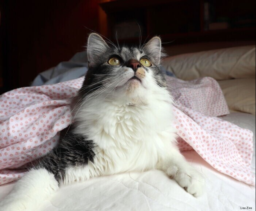 30 ocasiones, cuando los propietarios capacitados Mascotas, extraños hábitos, sin siquiera saberlo 30 ocasiones, cuando los propietarios capacitados Mascotas, extraños hábitos, sin siquiera saberlo