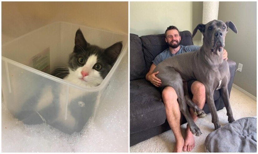 30 occasions when the owners trained Pets, weird habits, without even knowing it 30 occasions when the owners trained Pets, weird habits, without even knowing it