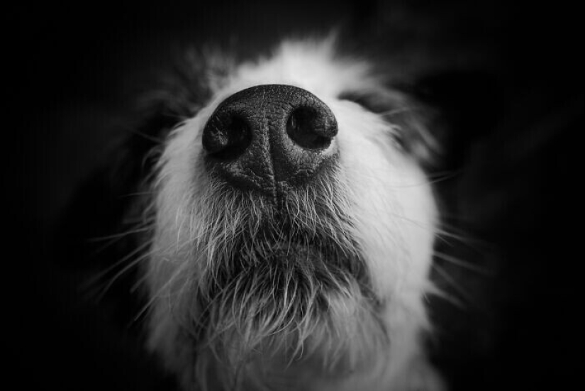 30 occasions when the owners trained Pets, weird habits, without even knowing it 30 occasions when the owners trained Pets, weird habits, without even knowing it