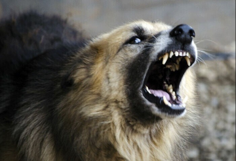 30 occasions when the owners trained Pets, weird habits, without even knowing it 30 occasions when the owners trained Pets, weird habits, without even knowing it