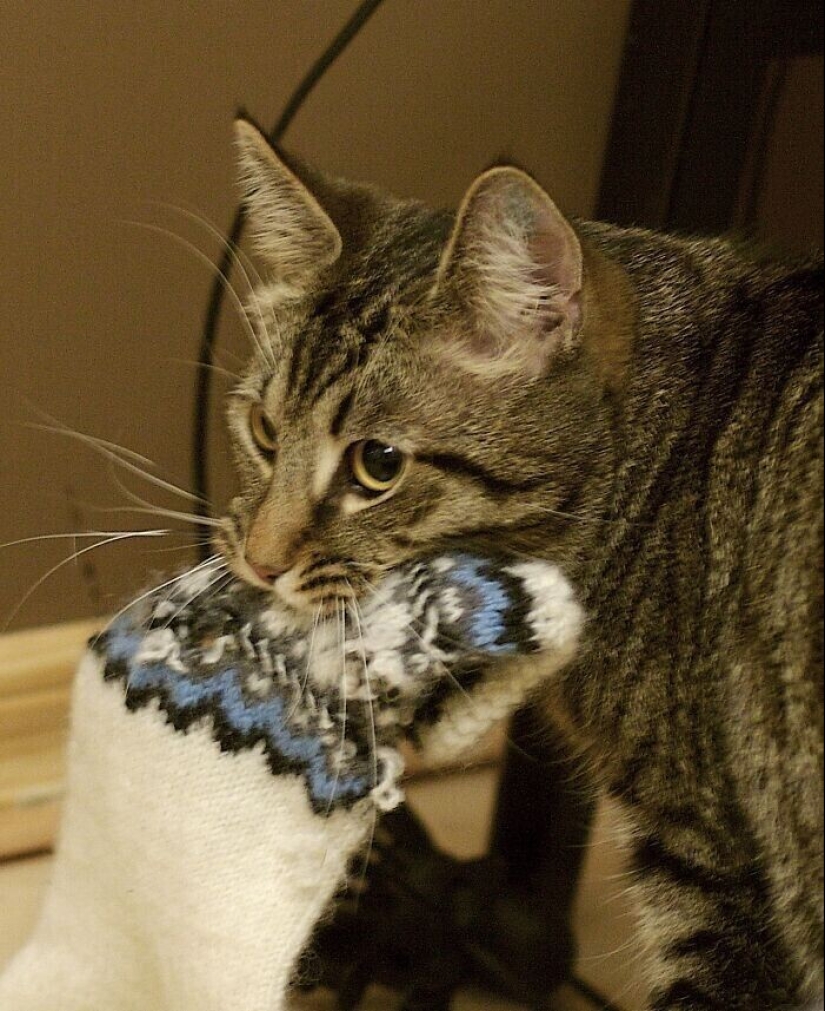 30 occasions when the owners trained Pets, weird habits, without even knowing it 30 occasions when the owners trained Pets, weird habits, without even knowing it