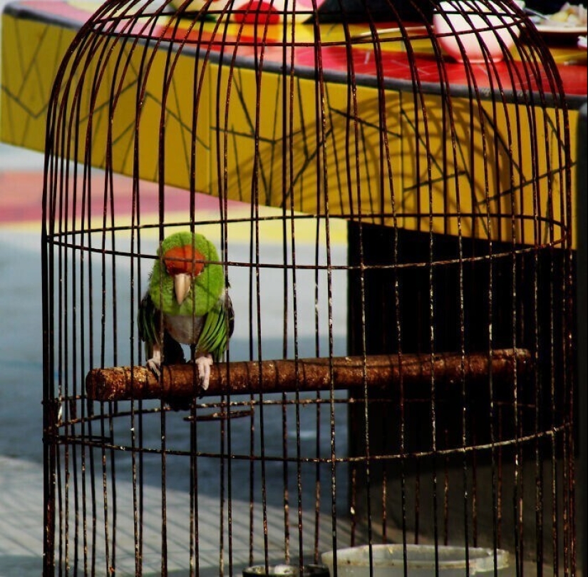 30 occasions when the owners trained Pets, weird habits, without even knowing it 30 occasions when the owners trained Pets, weird habits, without even knowing it