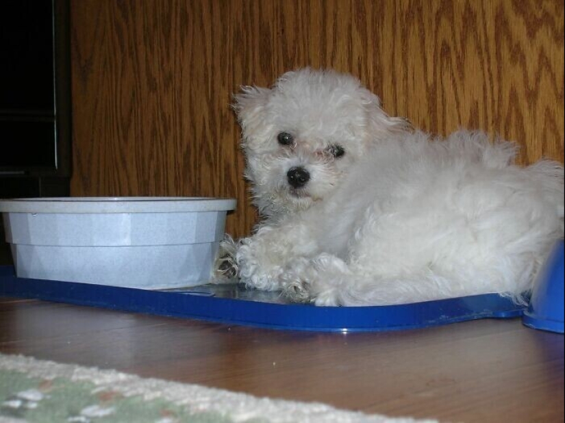 30 occasions when the owners trained Pets, weird habits, without even knowing it 30 occasions when the owners trained Pets, weird habits, without even knowing it