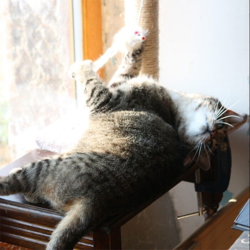 30 occasions when the owners trained Pets, weird habits, without even knowing it 30 occasions when the owners trained Pets, weird habits, without even knowing it