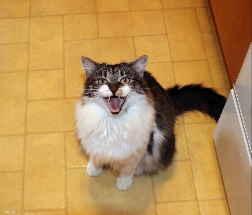 30 occasions when the owners trained Pets, weird habits, without even knowing it 30 occasions when the owners trained Pets, weird habits, without even knowing it