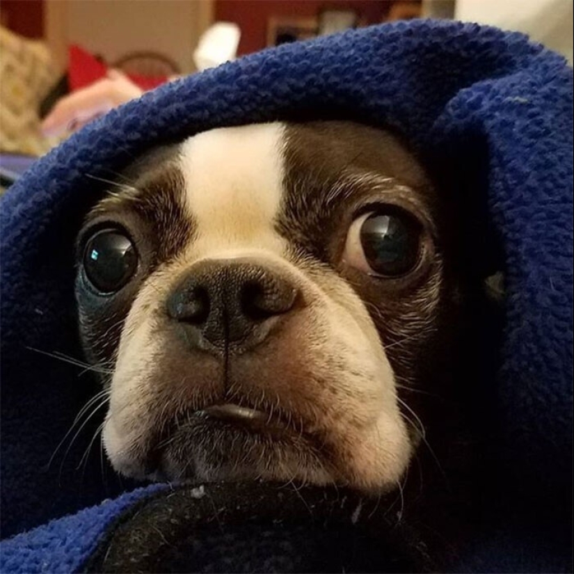 30 occasions when the owners trained Pets, weird habits, without even knowing it 30 occasions when the owners trained Pets, weird habits, without even knowing it