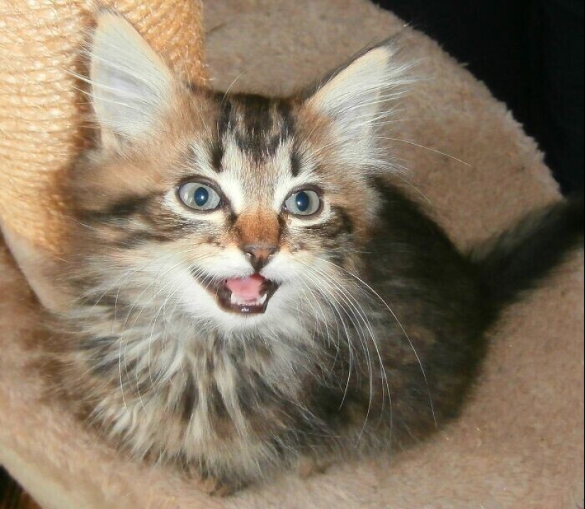 30 occasions when the owners trained Pets, weird habits, without even knowing it 30 occasions when the owners trained Pets, weird habits, without even knowing it