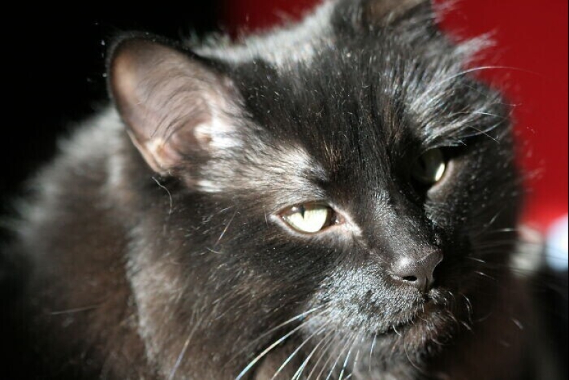 30 occasions when the owners trained Pets, weird habits, without even knowing it 30 occasions when the owners trained Pets, weird habits, without even knowing it