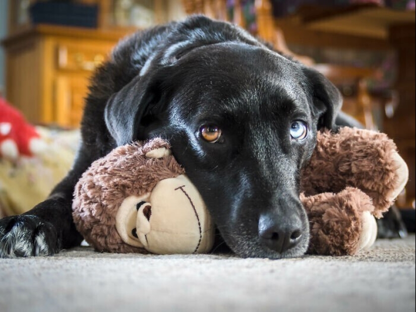 30 occasions when the owners trained Pets, weird habits, without even knowing it 30 occasions when the owners trained Pets, weird habits, without even knowing it