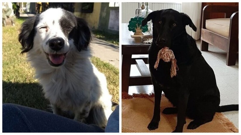 30 perros de raza pura que realmente sorprendieron a sus dueños cuando crecieron