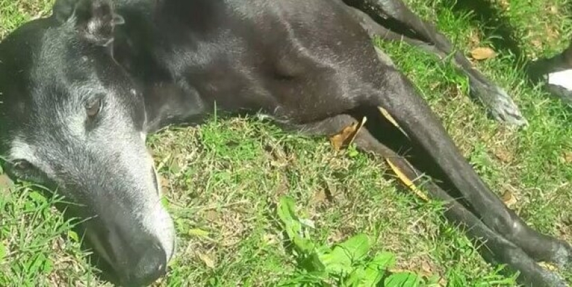 30 perros de raza pura que realmente sorprendieron a sus dueños cuando crecieron 30 perros de raza pura que realmente sorprendieron a sus dueños cuando crecieron