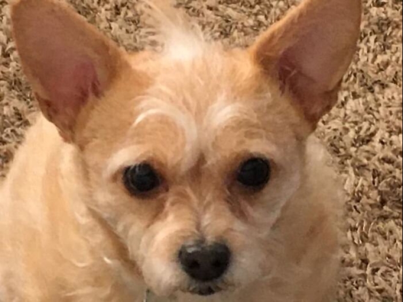 30 perros de raza pura que realmente sorprendieron a sus dueños cuando crecieron 30 perros de raza pura que realmente sorprendieron a sus dueños cuando crecieron