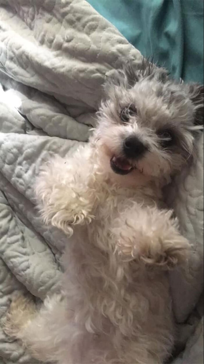 30 perros de raza pura que realmente sorprendieron a sus dueños cuando crecieron 30 perros de raza pura que realmente sorprendieron a sus dueños cuando crecieron