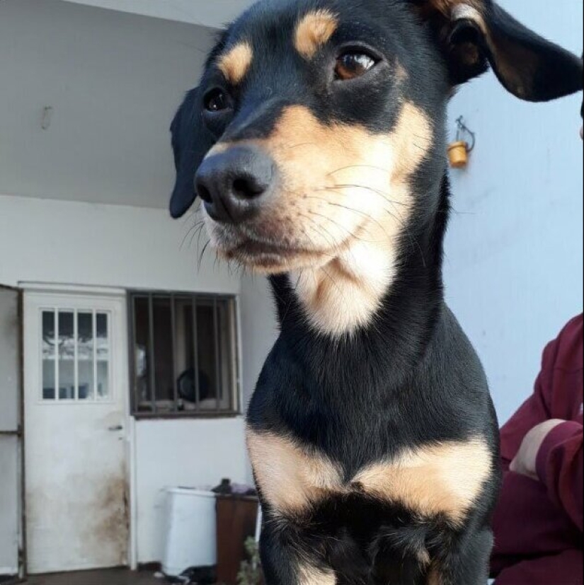 30 perros de raza pura que realmente sorprendieron a sus dueños cuando crecieron 30 perros de raza pura que realmente sorprendieron a sus dueños cuando crecieron