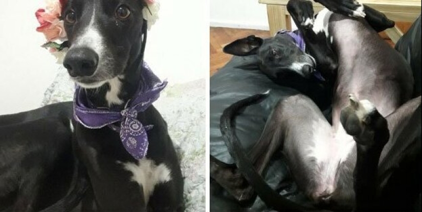 30 perros de raza pura que realmente sorprendieron a sus dueños cuando crecieron 30 perros de raza pura que realmente sorprendieron a sus dueños cuando crecieron