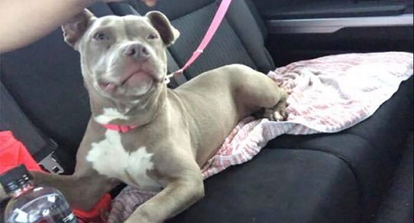 30 perros de raza pura que realmente sorprendieron a sus dueños cuando crecieron 30 perros de raza pura que realmente sorprendieron a sus dueños cuando crecieron