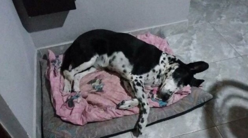 30 perros de raza pura que realmente sorprendieron a sus dueños cuando crecieron 30 perros de raza pura que realmente sorprendieron a sus dueños cuando crecieron