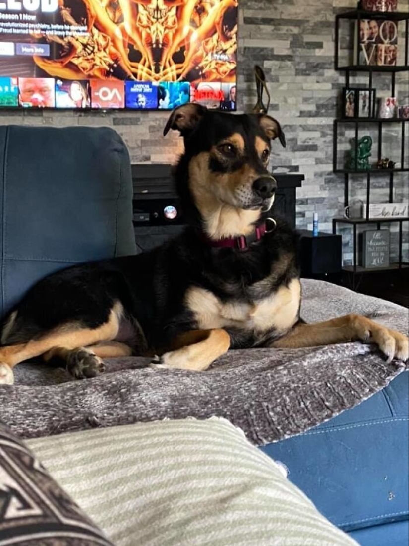 30 perros de raza pura que realmente sorprendieron a sus dueños cuando crecieron 30 perros de raza pura que realmente sorprendieron a sus dueños cuando crecieron