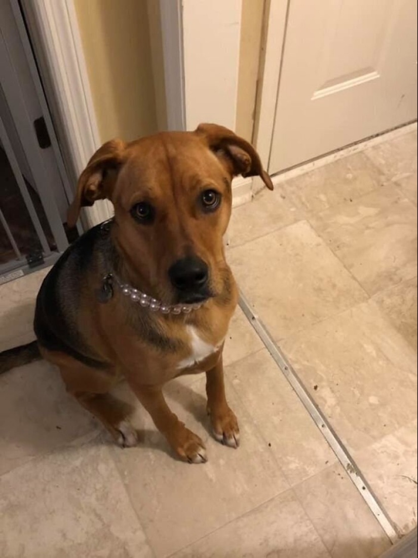 30 perros de raza pura que realmente sorprendieron a sus dueños cuando crecieron 30 perros de raza pura que realmente sorprendieron a sus dueños cuando crecieron