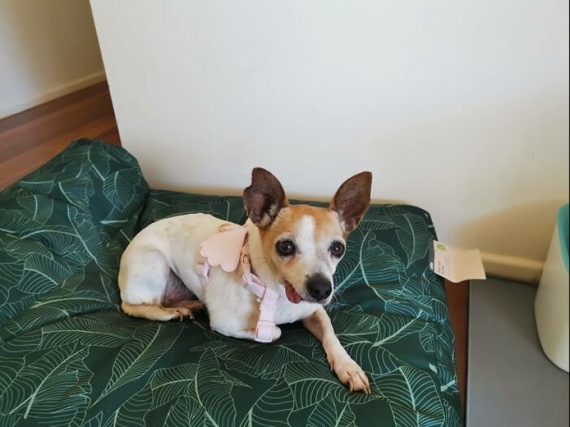 30 perros de raza pura que realmente sorprendieron a sus dueños cuando crecieron 30 perros de raza pura que realmente sorprendieron a sus dueños cuando crecieron