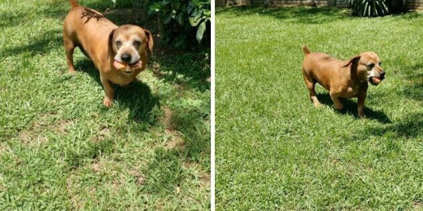 30 perros de raza pura que realmente sorprendieron a sus dueños cuando crecieron 30 perros de raza pura que realmente sorprendieron a sus dueños cuando crecieron