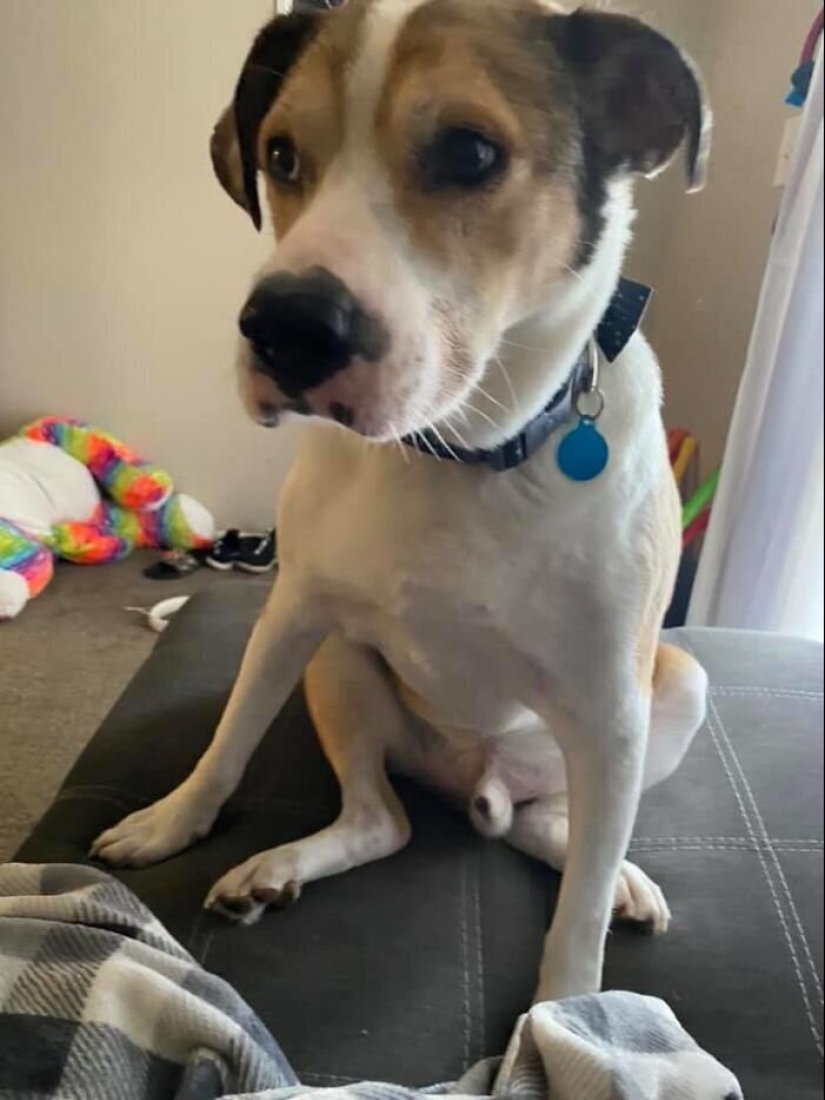 30 perros de raza pura que realmente sorprendieron a sus dueños cuando crecieron 30 perros de raza pura que realmente sorprendieron a sus dueños cuando crecieron