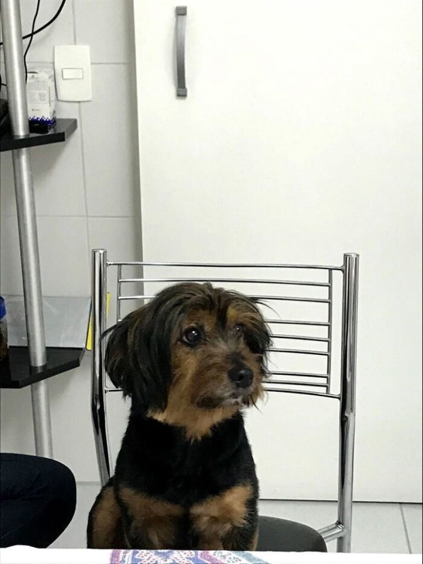 30 perros de raza pura que realmente sorprendieron a sus dueños cuando crecieron 30 perros de raza pura que realmente sorprendieron a sus dueños cuando crecieron