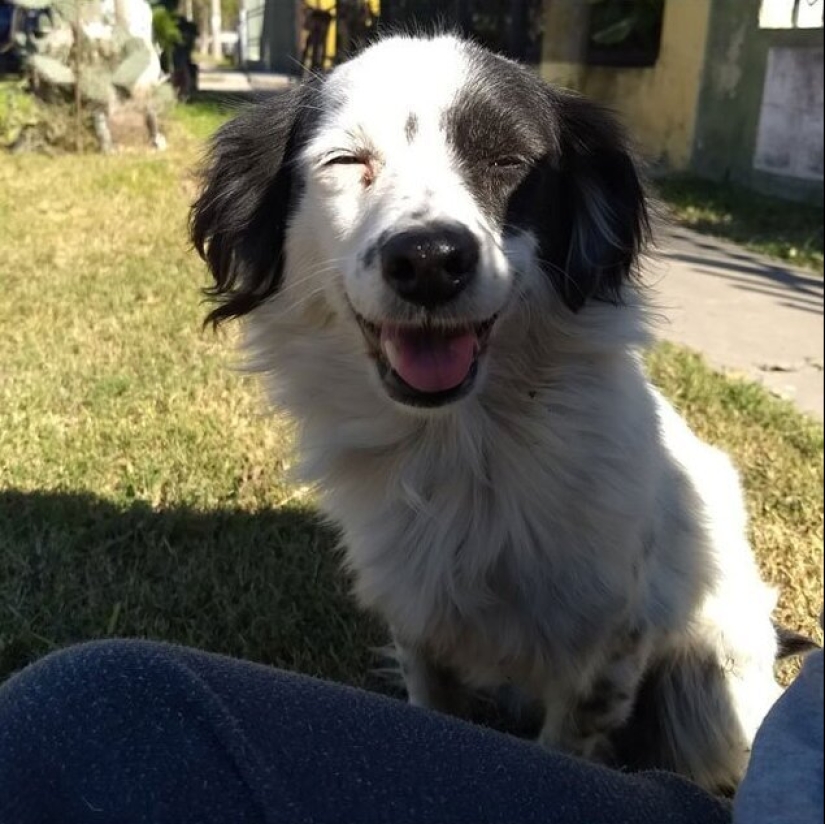 30 perros de raza pura que realmente sorprendieron a sus dueños cuando crecieron 30 perros de raza pura que realmente sorprendieron a sus dueños cuando crecieron