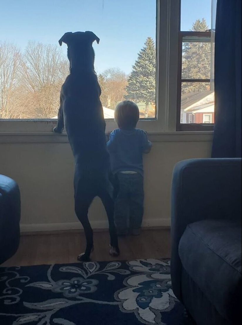 30 perros de raza pura que realmente sorprendieron a sus dueños cuando crecieron 30 perros de raza pura que realmente sorprendieron a sus dueños cuando crecieron