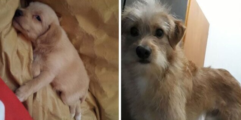 30 perros de raza pura que realmente sorprendieron a sus dueños cuando crecieron 30 perros de raza pura que realmente sorprendieron a sus dueños cuando crecieron