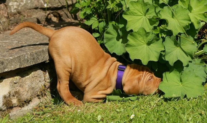 30 perros en las poses más inimaginables en un sueño 30 perros en las poses más inimaginables en un sueño