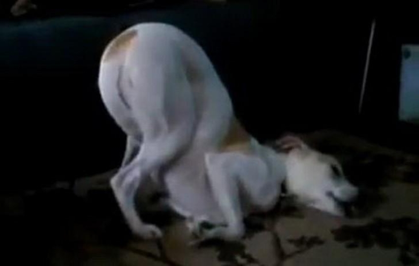 30 perros en las poses más inimaginables en un sueño 30 perros en las poses más inimaginables en un sueño