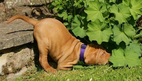 30 perros en las poses más inimaginables en un sueño